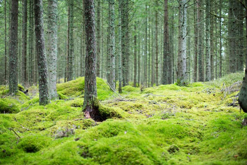 Mark med mossa